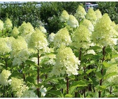 Limelight Prime Hydrangea