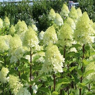 Limelight Prime Hydrangea