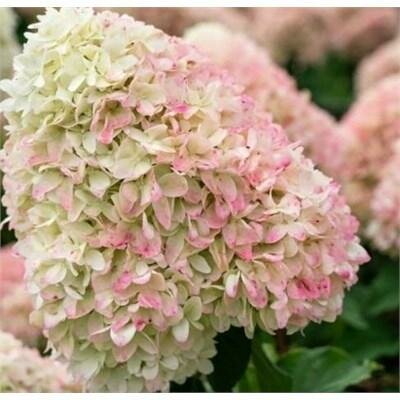 Living Little Love Hydrangea