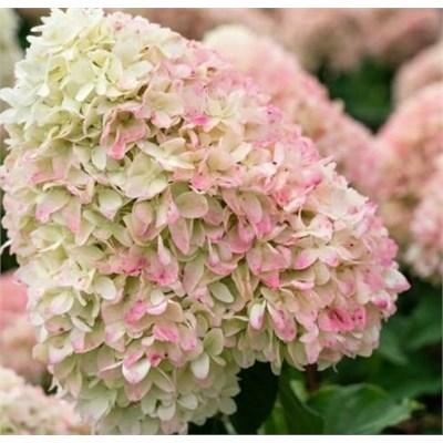Living Little Love Hydrangea