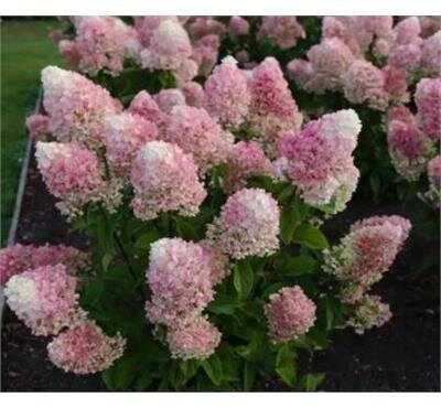 Living Little Blossom Hydrangea