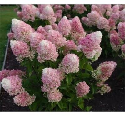 Living Little Blossom Hydrangea