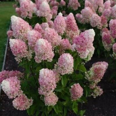 Living Little Blossom Hydrangea - image 2