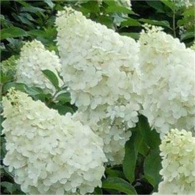 Polar Bear Panicle Hydrangea