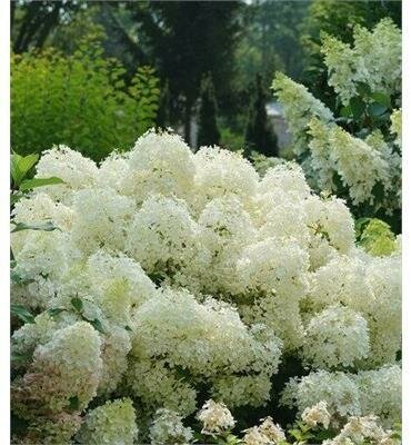 Puffer Fish Panicle Hydrangea