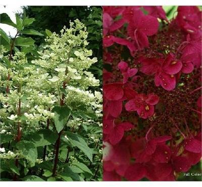 Bloomables Fire And Ice Hydrangea Tree
