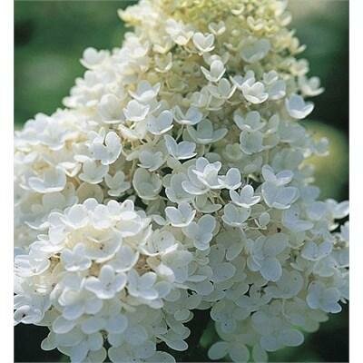 Pee Gee Hydrangea