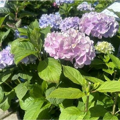 Penny Mac Hydrangea