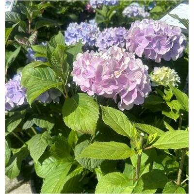 Penny Mac Hydrangea