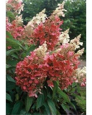 Pinky Winky Prime Hydrangea