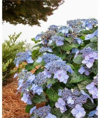 Pop Star Endless Summer Hydrangea