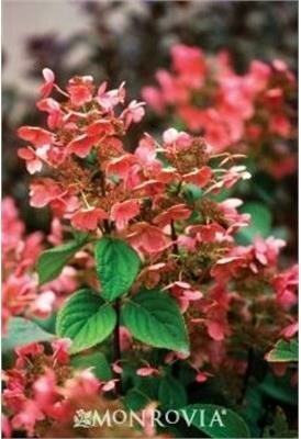 Quick Fire Hydrangea Tree