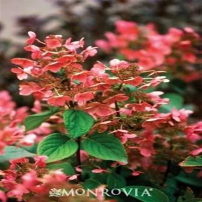 Quick Fire Hydrangea Tree