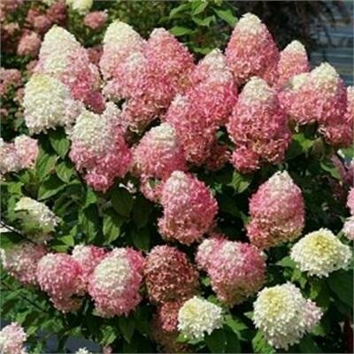 Quick Fire Fab Hydrangea