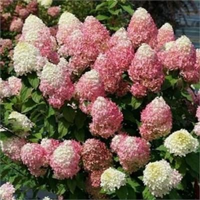 Quick Fire Fab Hydrangea