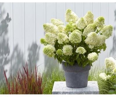 Skyfall Panicle Hydrangea