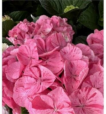 Spitfire Reblooming Mophead Hydrangea