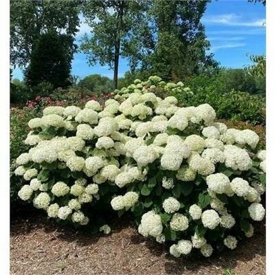 Incrediball Storm Proof Hydrangea