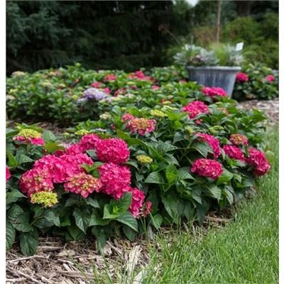 Summer Crush Repeat-Blooming Hydrangea