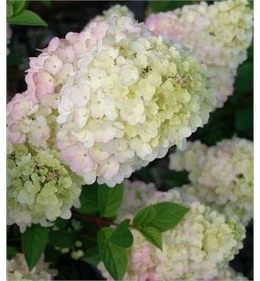 Strawberry Sundae Hydrangea