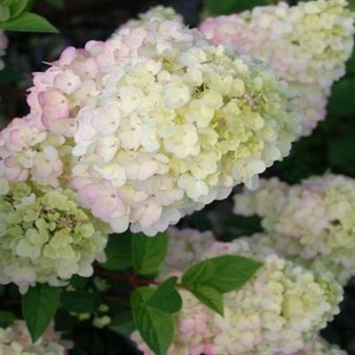 Strawberry Sundae Hydrangea