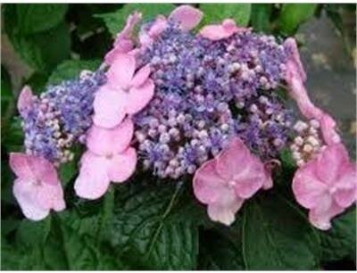 Twist-N-Shout Reblooming Lace-cap Hydrangea