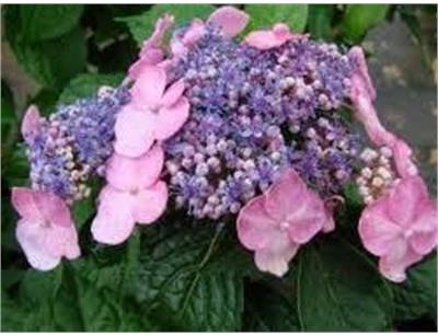 Twist-N-Shout Reblooming Lace-cap Hydrangea