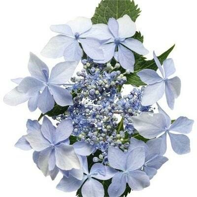 Tuff Stuff Ah-Ha Reblooming Mountain Hydrangea