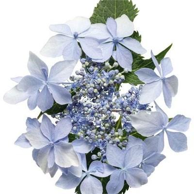 Tuff Stuff Ah-Ha Reblooming Mountain Hydrangea