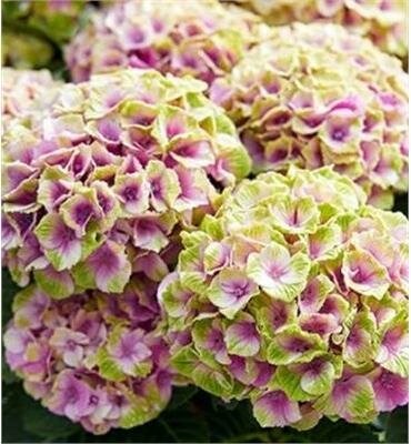 Vibrant Verde Mophead Hydrangea