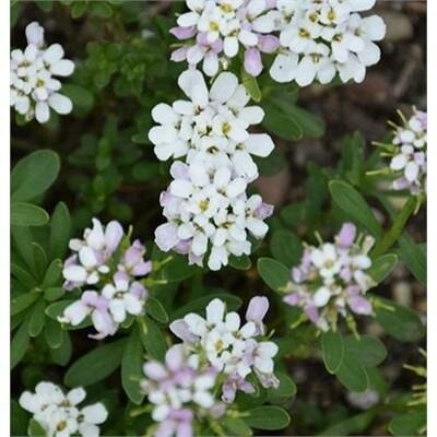 Candy Ice Candytuft
