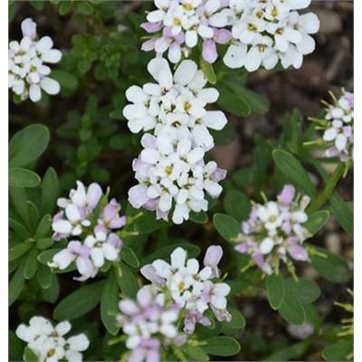 Candy Ice Candytuft