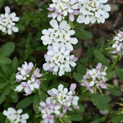 Candy Ice Candytuft