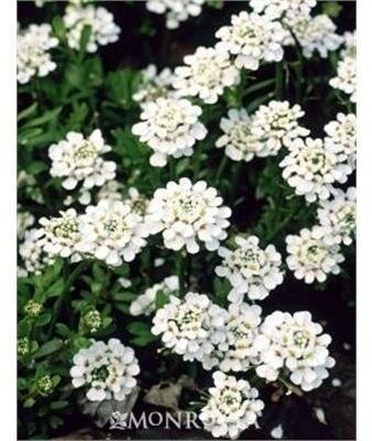 Little Gem Candytuft