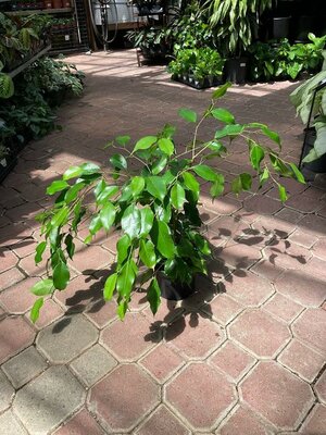 Weeping Fig Green - image 2