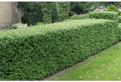 Japanese Holly