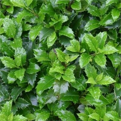Castle Wall Holly