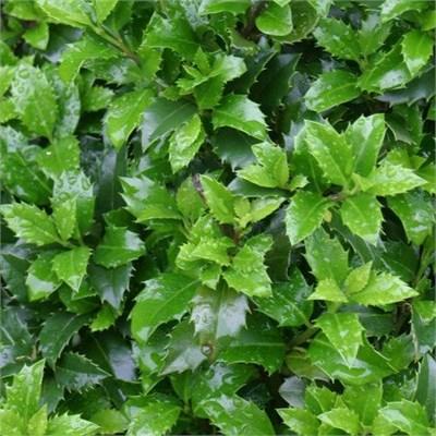 Castle Wall Holly