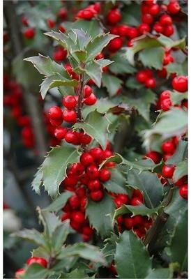 Blue Princess/Prince Combo Holly