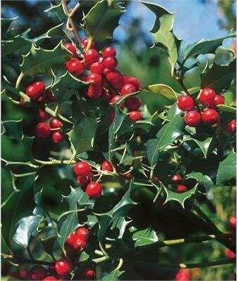 Dragon Lady Holly Cone 7-8'