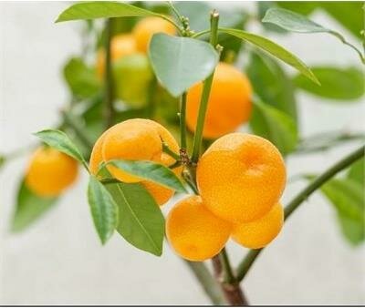 Calamondin