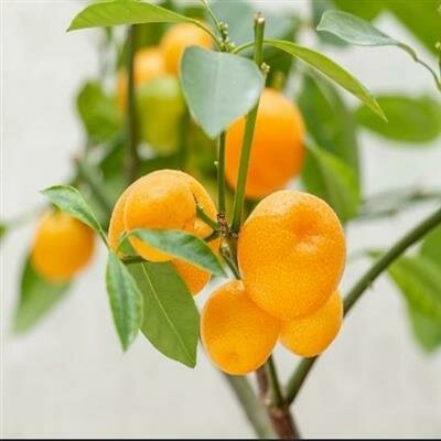 Calamondin - image 2