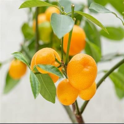 Calamondin - image 2