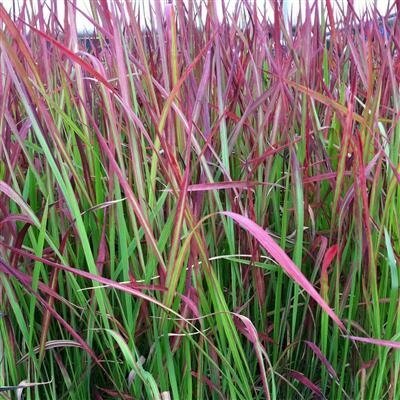 Red Baron Japanese Blood Grass
