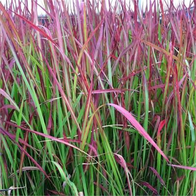 Red Baron Japanese Blood Grass
