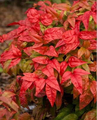 Firepower Heavenly Bamboo - image 2