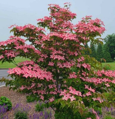 Scarlet Fire Japanese Dogwood - image 3