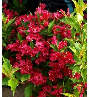 Max's Weigela
