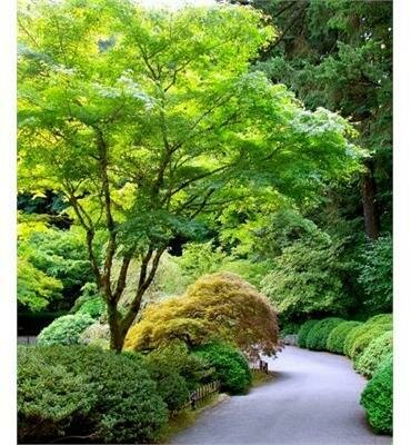 Green Japanese Maple