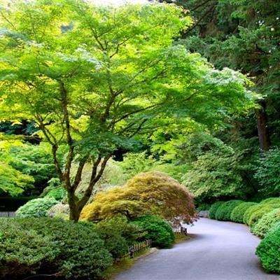 Green Japanese Maple